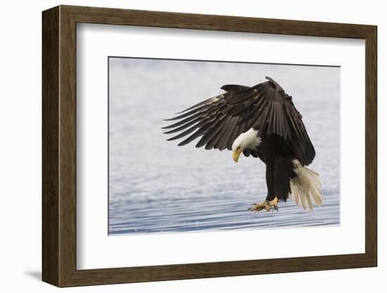 Bald Eagle Alighting-Ken Archer-Framed Photographic Print