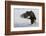 Bald Eagle Alighting-Ken Archer-Framed Photographic Print