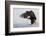 Bald Eagle Alighting-Ken Archer-Framed Photographic Print