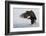 Bald Eagle Alighting-Ken Archer-Framed Photographic Print