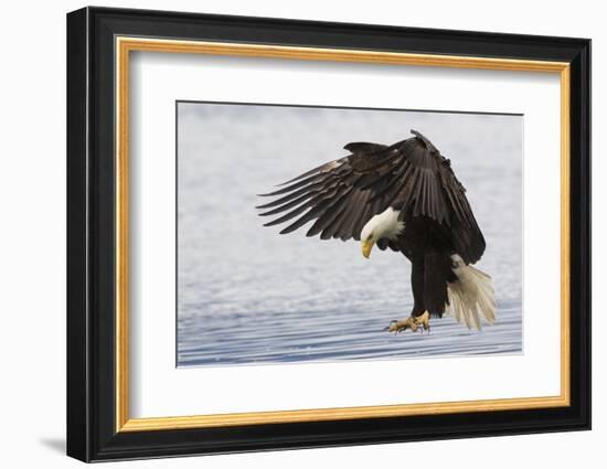 Bald Eagle Alighting-Ken Archer-Framed Photographic Print