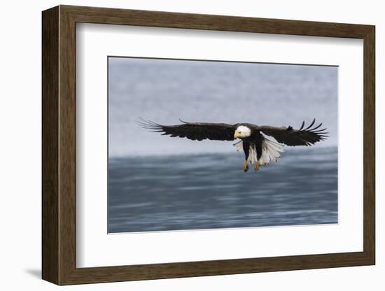 Bald Eagle Alighting-Ken Archer-Framed Photographic Print