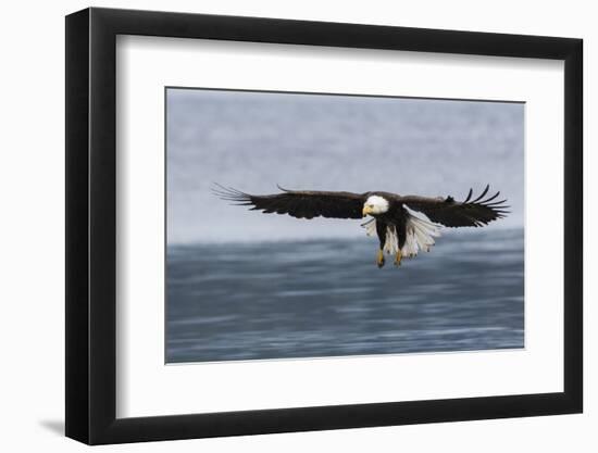 Bald Eagle Alighting-Ken Archer-Framed Photographic Print