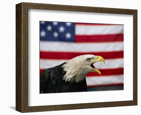 Bald Eagle and American Flag-W. Perry Conway-Framed Photographic Print