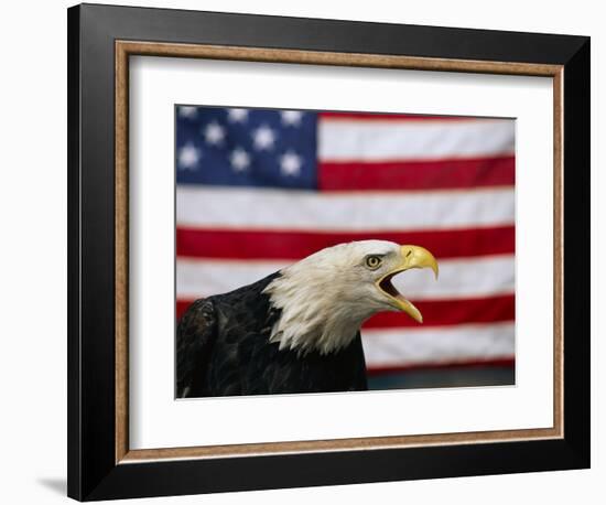 Bald Eagle and American Flag-W. Perry Conway-Framed Photographic Print