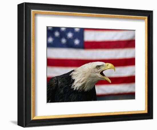 Bald Eagle and American Flag-W. Perry Conway-Framed Photographic Print