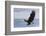 Bald Eagle Attacking-Ken Archer-Framed Photographic Print