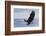 Bald Eagle Attacking-Ken Archer-Framed Photographic Print