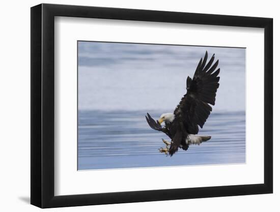 Bald Eagle Attacking-Ken Archer-Framed Photographic Print