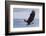 Bald Eagle Attacking-Ken Archer-Framed Photographic Print