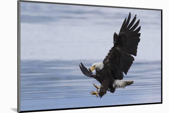 Bald Eagle Attacking-Ken Archer-Mounted Photographic Print