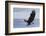 Bald Eagle Attacking-Ken Archer-Framed Photographic Print