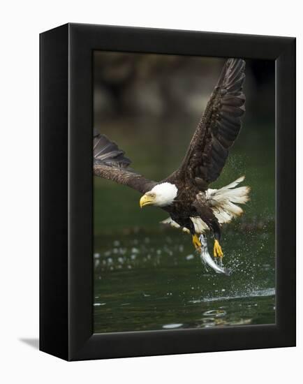Bald Eagle, British Columbia, Canada-Paul Souders-Framed Premier Image Canvas
