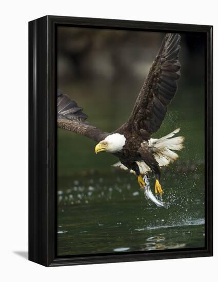 Bald Eagle, British Columbia, Canada-Paul Souders-Framed Premier Image Canvas