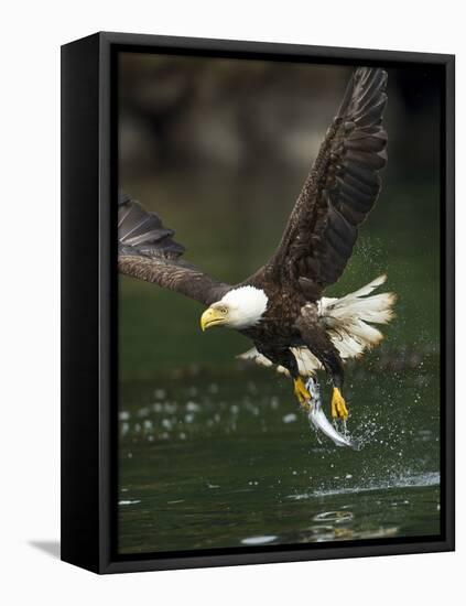 Bald Eagle, British Columbia, Canada-Paul Souders-Framed Premier Image Canvas