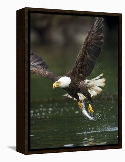 Bald Eagle, British Columbia, Canada-Paul Souders-Framed Premier Image Canvas