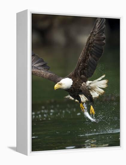 Bald Eagle, British Columbia, Canada-Paul Souders-Framed Premier Image Canvas