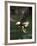 Bald Eagle, British Columbia, Canada-Paul Souders-Framed Photographic Print