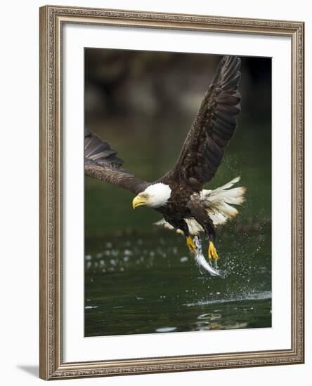 Bald Eagle, British Columbia, Canada-Paul Souders-Framed Photographic Print