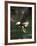 Bald Eagle, British Columbia, Canada-Paul Souders-Framed Photographic Print