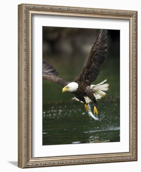 Bald Eagle, British Columbia, Canada-Paul Souders-Framed Photographic Print