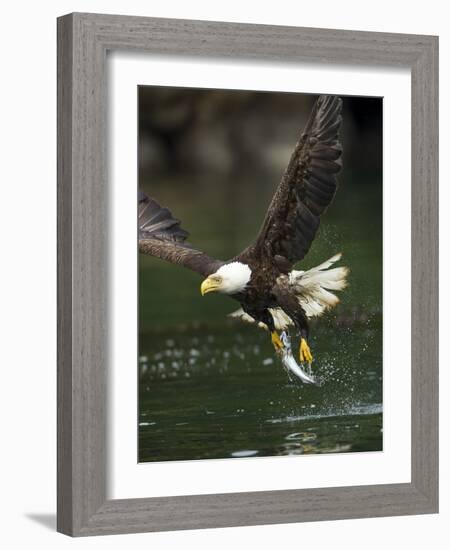 Bald Eagle, British Columbia, Canada-Paul Souders-Framed Photographic Print