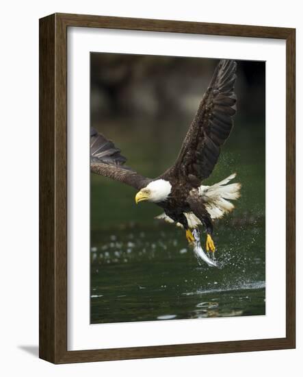 Bald Eagle, British Columbia, Canada-Paul Souders-Framed Photographic Print