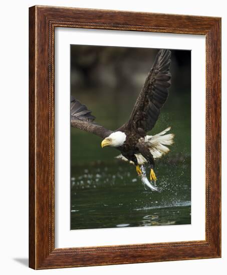 Bald Eagle, British Columbia, Canada-Paul Souders-Framed Photographic Print