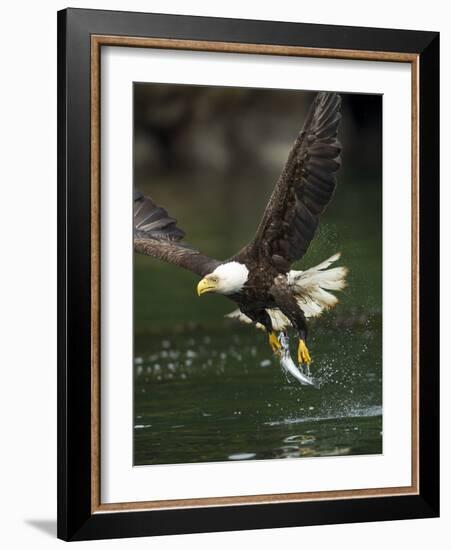 Bald Eagle, British Columbia, Canada-Paul Souders-Framed Photographic Print