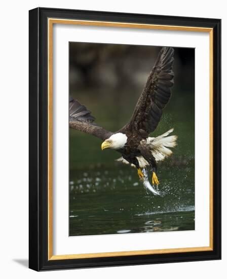 Bald Eagle, British Columbia, Canada-Paul Souders-Framed Photographic Print