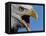 Bald Eagle Calling-W. Perry Conway-Framed Premier Image Canvas