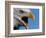 Bald Eagle Calling-W. Perry Conway-Framed Photographic Print