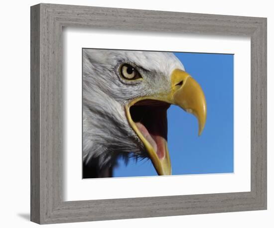 Bald Eagle Calling-W. Perry Conway-Framed Photographic Print