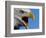 Bald Eagle Calling-W. Perry Conway-Framed Photographic Print