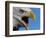 Bald Eagle Calling-W. Perry Conway-Framed Photographic Print