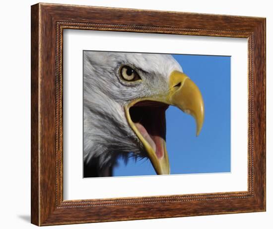 Bald Eagle Calling-W. Perry Conway-Framed Photographic Print