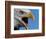 Bald Eagle Calling-W. Perry Conway-Framed Photographic Print