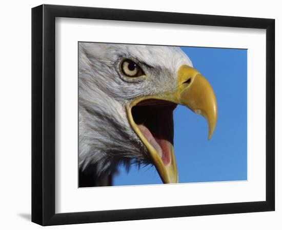 Bald Eagle Calling-W. Perry Conway-Framed Photographic Print