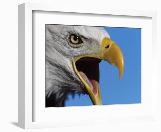 Bald Eagle Calling-W. Perry Conway-Framed Photographic Print