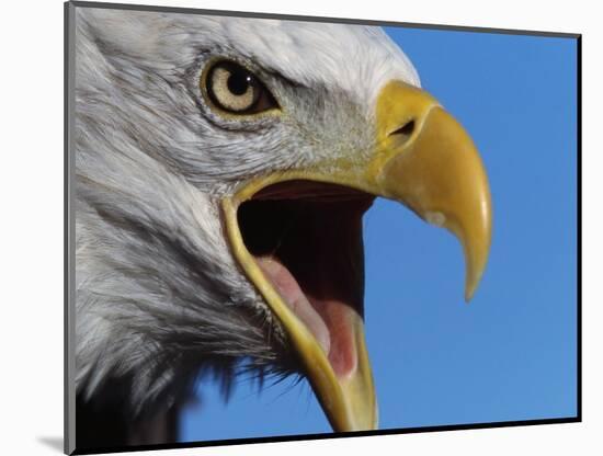 Bald Eagle Calling-W. Perry Conway-Mounted Photographic Print