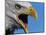 Bald Eagle Calling-W. Perry Conway-Mounted Photographic Print