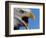 Bald Eagle Calling-W. Perry Conway-Framed Photographic Print