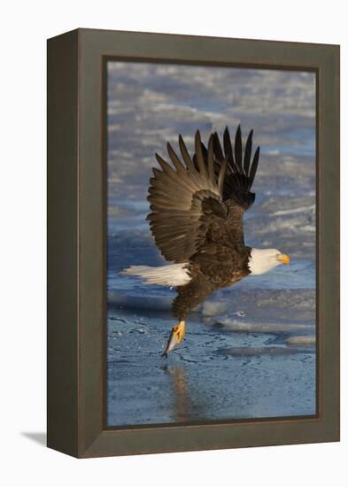 Bald Eagle Catchs a Fish in it's Talons-Hal Beral-Framed Premier Image Canvas