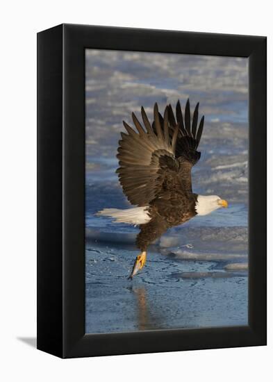 Bald Eagle Catchs a Fish in it's Talons-Hal Beral-Framed Premier Image Canvas