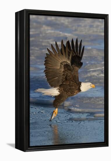 Bald Eagle Catchs a Fish in it's Talons-Hal Beral-Framed Premier Image Canvas