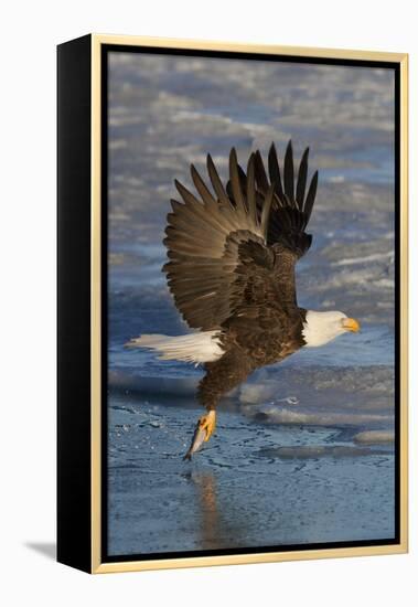 Bald Eagle Catchs a Fish in it's Talons-Hal Beral-Framed Premier Image Canvas