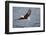 Bald Eagle Catchs a Fish in it's Talons-Hal Beral-Framed Photographic Print