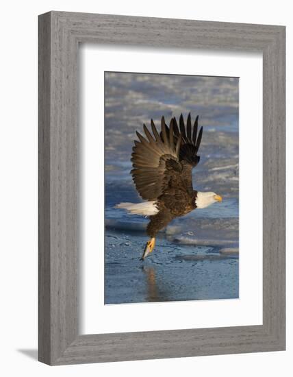 Bald Eagle Catchs a Fish in it's Talons-Hal Beral-Framed Photographic Print