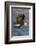 Bald Eagle Catchs a Fish in it's Talons-Hal Beral-Framed Photographic Print