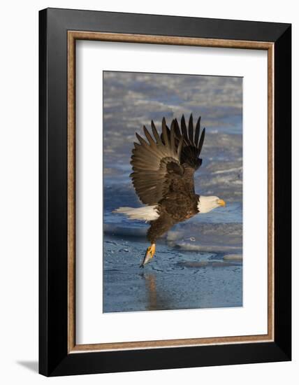 Bald Eagle Catchs a Fish in it's Talons-Hal Beral-Framed Photographic Print